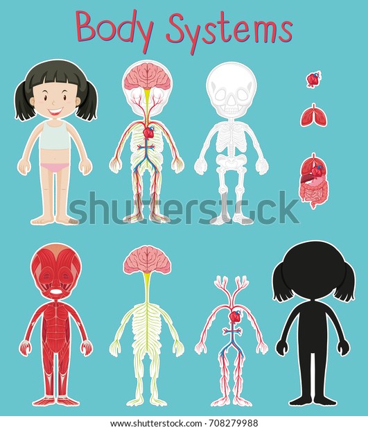 Diagram Showing Human Body Systems Stock Vector