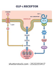 Diagrama que muestra la vía del receptor GLP-1 con glucosa, insulina y expresión génica, diagrama de esquema.