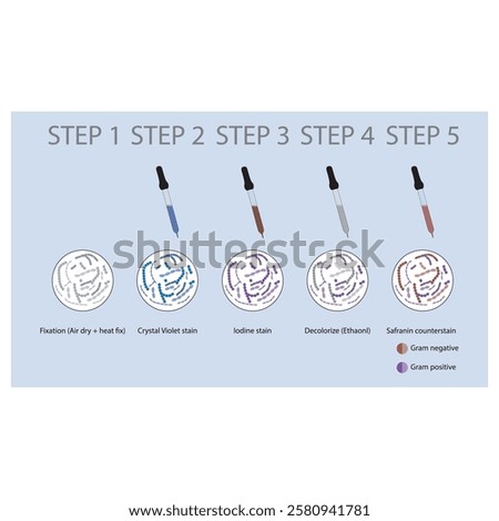 Diagram showing gram staining technique steps - microbiology laboratory using Crystal violet and Safranin