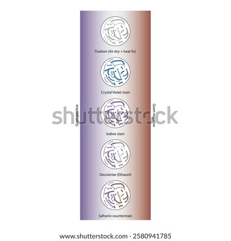 Diagram showing gram staining technique steps - microbiology laboratory using Crystal violet and Safranin