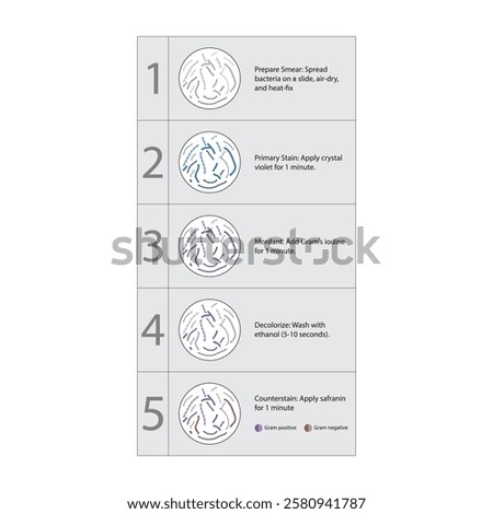 Diagram showing gram staining technique steps - microbiology laboratory using Crystal violet and Safranin