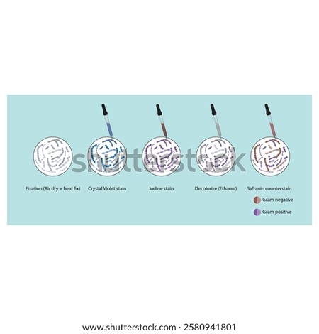 Diagram showing gram staining technique steps - microbiology laboratory using Crystal violet and Safranin