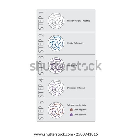 Diagram showing gram staining technique steps - microbiology laboratory using Crystal violet and Safranin