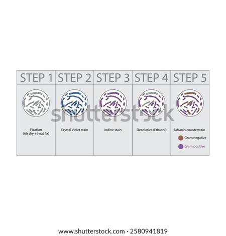 Diagram showing gram staining technique steps - microbiology laboratory using Crystal violet and Safranin