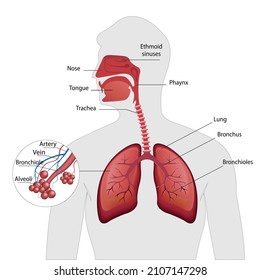 Diagram showing healthy bronchiole and alveoli illustration