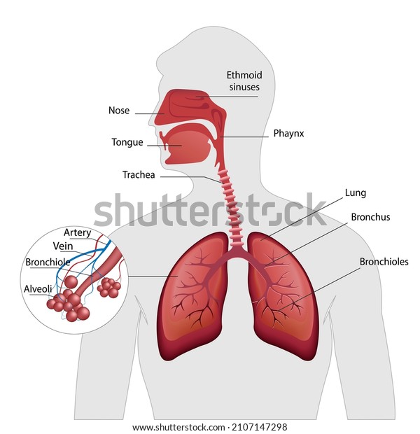 Diagram showing healthy bronchiole and\
alveoli illustration