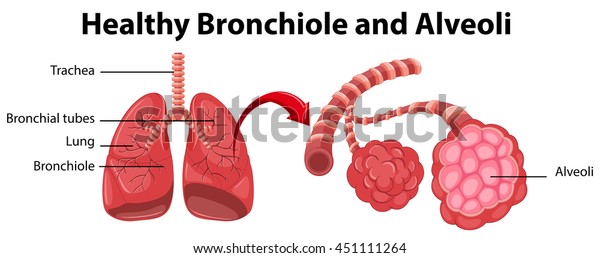 Diagram showing healthy bronchiole and\
alveoli illustration
