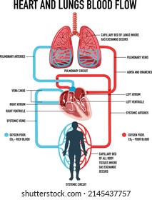 Diagram Showing Heart Lungs Blood Flow Stock Vector (Royalty Free ...