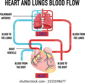 Diagram Showing Heart Lungs Blood Flow Stock Vector (Royalty Free ...