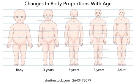 diagrama mostrando como as proporções do corpo humano evoluem com a idade, da infância à idade adulta, destacando os estágios de crescimento e desenvolvimento ilustração vetorial esquemática desenhada à mão. Ciências médicas educativas