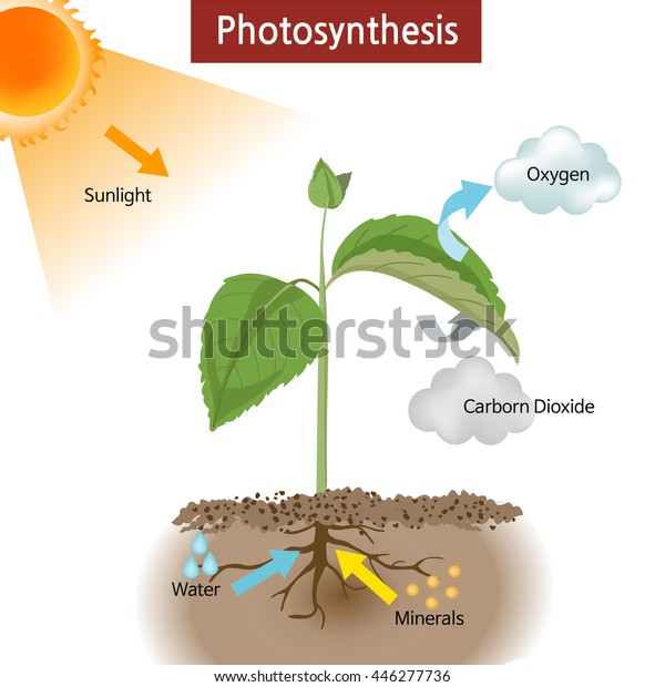 Diagram Showing How Photosynthesis Works On Stock Vector (Royalty Free ...