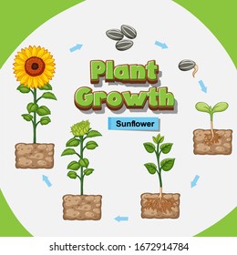 Diagramm, wie Pflanzen von Samen zu Sonnenblumen wachsen