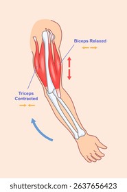 Diagram showing human arm with triceps contracted and biceps relaxed, in flat medical graphic style, isolated on light background. Concept of muscle movement. Vector illustration