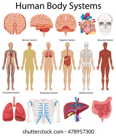 Diagram showing human body systems illustration