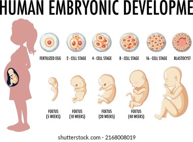 Diagram showing human embryonic development illustration