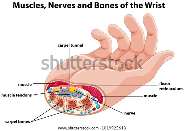 Diagram showing human hand with muscles and\
nerves illustration