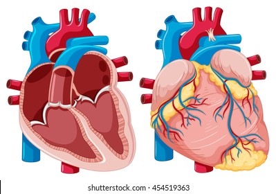 Diagram showing human hearts illustration