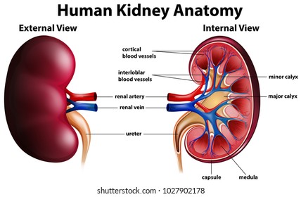 Diagram showing human kidney anatomy illustration