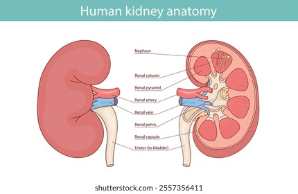 Diagram showing human kidney anatomy illustration