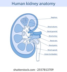 Diagram showing human kidney anatomy illustration