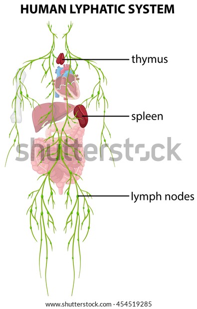 Diagram Showing Human Lyphatic System Illustration Stock Vector ...