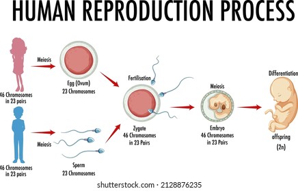 Diagram showing human reproduction process  illustration