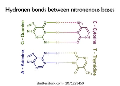 Diagram showing hydrogen bonds between DNA nitrogenous bases - Adenine, Guanine, Cytidine, Thymidine