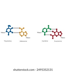 Diagram showing hydrogen bonds between DNA nitrogenous bases - Cytidine, Guanosine, Adenosine, Thymidine. simple schematic illustration.