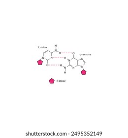 Diagram showing hydrogen bonds between DNA nitrogenous bases - Cytidine and Guanosine, simple schematic illustration.