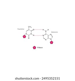 Diagram showing hydrogen bonds between DNA nitrogenous bases - Thymidine and Adenosine, simple schematic illustration.