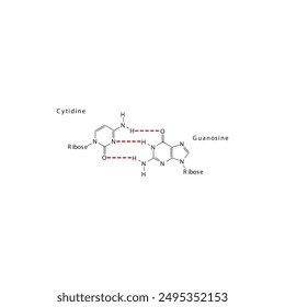 Diagram showing hydrogen bonds between DNA nitrogenous bases - Cytidine and Guanosine, simple schematic illustration.