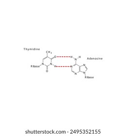 Diagram showing hydrogen bonds between DNA nitrogenous bases - Thymidine and Adenosine, simple schematic illustration.