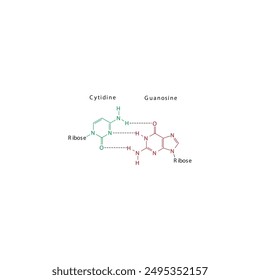 Diagram showing hydrogen bonds between DNA nitrogenous bases - Cytidine and Guanosine, simple schematic illustration.