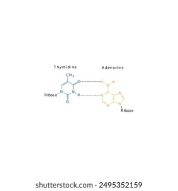 Diagram showing hydrogen bonds between DNA nitrogenous bases - Thymidine and Adenosine, simple schematic illustration.