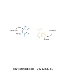 Diagram showing hydrogen bonds between DNA nitrogenous bases - Thymidine and Adenosine, simple schematic illustration.