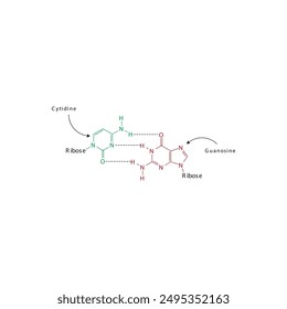 Diagram showing hydrogen bonds between DNA nitrogenous bases - Cytidine and Guanosine, simple schematic illustration.