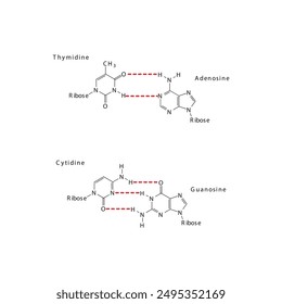 Diagram showing hydrogen bonds between DNA nitrogenous bases - Cytidine, Guanosine, Adenosine, Thymidine. simple schematic illustration.