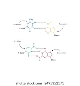 Diagram showing hydrogen bonds between DNA nitrogenous bases - Cytidine, Guanosine, Adenosine, Thymidine. simple schematic illustration.