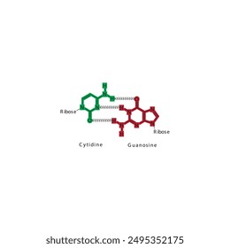 Diagram showing hydrogen bonds between DNA nitrogenous bases - Cytidine and Guanosine, simple schematic illustration.