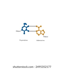 Diagram showing hydrogen bonds between DNA nitrogenous bases - Thymidine and Adenosine, simple schematic illustration.