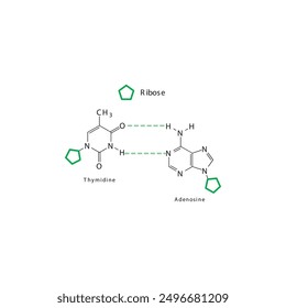 Diagram showing hydrogen bonds between DNA nitrogenous bases - Thymidine and Adenosine, simple schematic illustration.