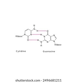 Diagram showing hydrogen bonds between DNA nitrogenous bases - Cytidine and Guanosine, simple schematic illustration.