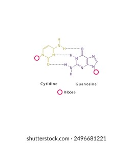 Diagram showing hydrogen bonds between DNA nitrogenous bases - Cytidine and Guanosine, simple schematic illustration.