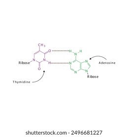 Diagram showing hydrogen bonds between DNA nitrogenous bases - Thymidine and Adenosine, simple schematic illustration.