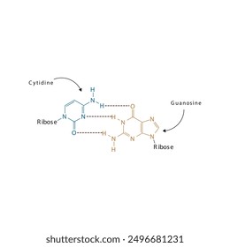 Diagram showing hydrogen bonds between DNA nitrogenous bases - Cytidine and Guanosine, simple schematic illustration.