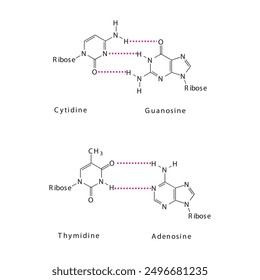 Diagram showing hydrogen bonds between DNA nitrogenous bases - Cytidine, Guanosine, Adenosine, Thymidine. simple schematic illustration.