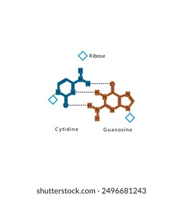 Diagram showing hydrogen bonds between DNA nitrogenous bases - Cytidine and Guanosine, simple schematic illustration.