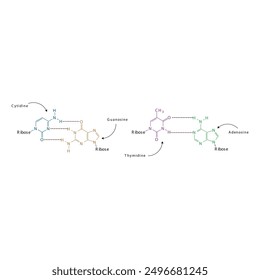 Diagram showing hydrogen bonds between DNA nitrogenous bases - Cytidine, Guanosine, Adenosine, Thymidine. simple schematic illustration.