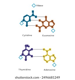 Diagram showing hydrogen bonds between DNA nitrogenous bases - Cytidine, Guanosine, Adenosine, Thymidine. simple schematic illustration.