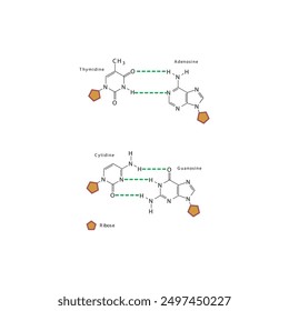 Diagram showing hydrogen bonds between DNA nitrogenous bases - Cytidine, Guanosine, Adenosine, Thymidine. simple schematic illustration.